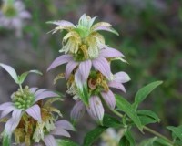 monarda punctata d2.jpg